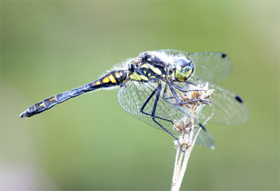 Black Darter dragonfly