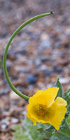 Yellow Horned-poppy