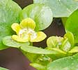 Alternate-leaved Golden-saxifrage