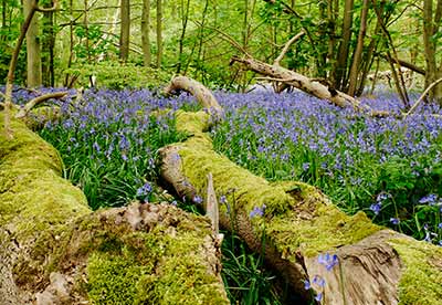 Bluebells