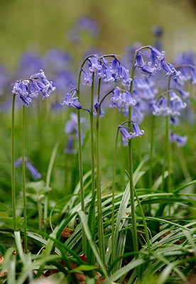 Bluebells