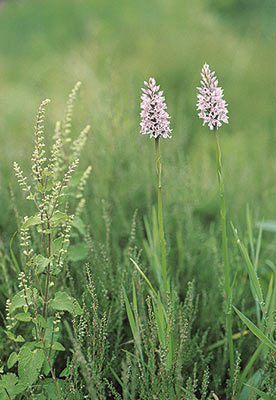 Common Spotted Orchid