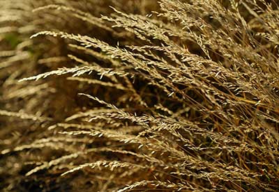 False Oat-grass