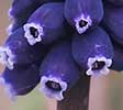 Grape-hyacinth