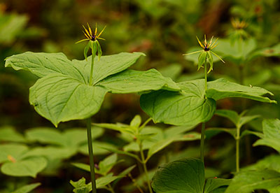 Herb Paris