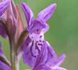 Pugsley's Marsh Orchid