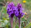 Southern Marsh Orchid 