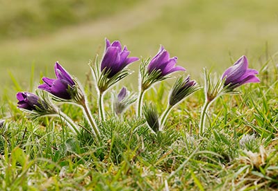 Pasqueflower