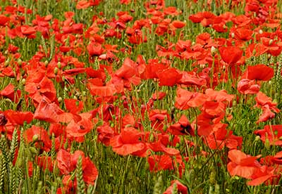 Poppies