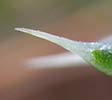 Prickly Saltwort