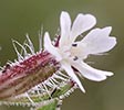 Small-flowered Catchfly
