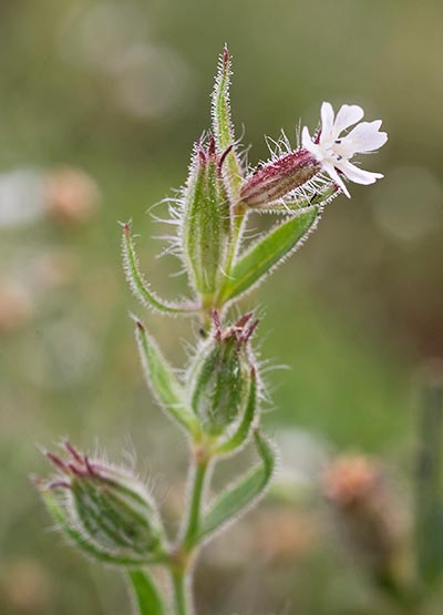Small-flowered Catchfly 