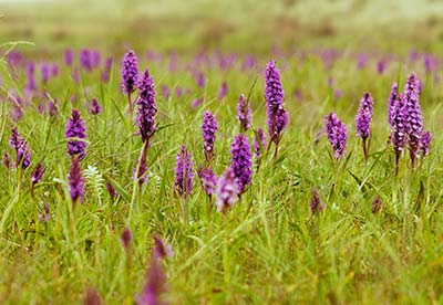 Southern Marsh Orchid