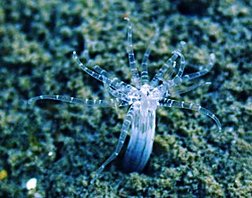 Starlet-Sea-anenome