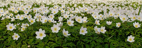 Wood Anemone